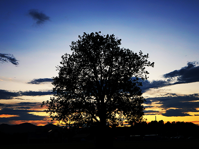 tree